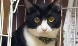 猫との暮らしを応援する専門情報サイト | ねこちゃんホンポ