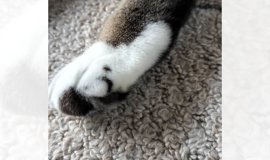 三味線　猫皮　破れなし 三味線の皮 | 株式会社Conservation for Identity