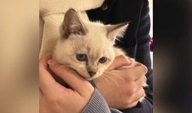 猫が『ブルブルマシン』に乗った結果…『予想外の行動』が面白すぎると