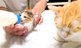 早い者勝ち！！ネコちゃんブルブルマシーン mqdefault.jpg