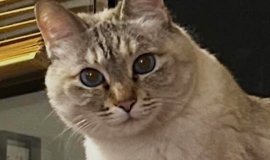 猫とフェレットの相性と同居する時の注意点 | ねこちゃんホンポ