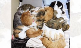 三味線に猫皮が使われる理由について | ねこちゃんホンポ