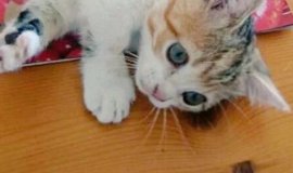 猫とフェレットの相性と同居する時の注意点 | ねこちゃんホンポ