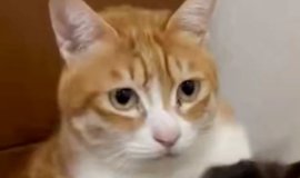 通気性抜群な箱』に入ったネコ→だんだんと溶けていって…まさかの瞬間