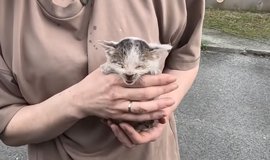 猫との暮らしを応援する専門情報サイト | ねこちゃんホンポ