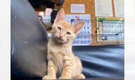 絵画「猫の背中に何かある〜ウクライナのユークレイニアンレフコイ」 ウクラニアンレフコイ（ユークレイニアンレフコイ）｜どんな猫