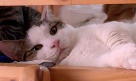 猫との暮らしを応援する専門情報サイト | ねこちゃんホンポ