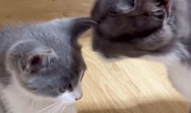 自分だけかまって欲しい子猫』→他の子猫に構ったら…まさかの『可愛