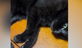 猫に『イタズラ』をしてみた結果…あまりにも可愛すぎる『仕返しを