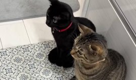 三味線　猫皮　破れなし 付属品多数 ハードケース付き 長唄三味線 紅木棹 猫皮張り 猫皮