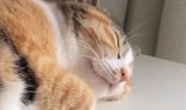 通気性抜群な箱』に入ったネコ→だんだんと溶けていって…まさかの瞬間