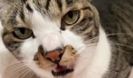 ソファでくつろいでいる猫を見てみたら→『仕事帰りのおっさん ソファでくつろいでいる猫を見てみたら→『仕事帰りのおっさん