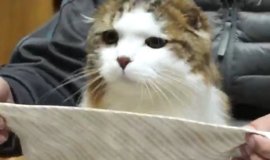 猫の“イカ耳”はネガティブサイン？『イカ耳』になる3つのシーン | ねこ