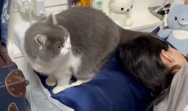 猫との暮らしを応援する専門情報サイト | ねこちゃんホンポ