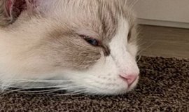 猫との暮らしを応援する専門情報サイト | ねこちゃんホンポ