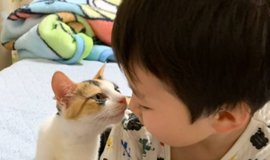 キジ猫の特徴とその魅力について | ねこちゃんホンポ
