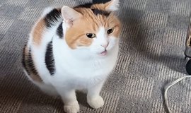 猫との暮らしを応援する専門情報サイト | ねこちゃんホンポ