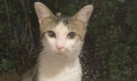 猫との暮らしを応援する専門情報サイト | ねこちゃんホンポ