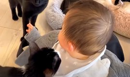 ソファでくつろいでいる猫を見てみたら→『仕事帰りのおっさん ソファでくつろいでいる猫を見てみたら→『仕事帰りのおっさん