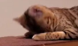猫との暮らしを応援する専門情報サイト | ねこちゃんホンポ