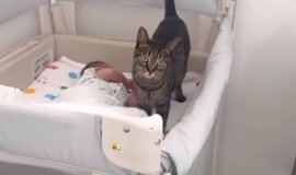 猫との暮らしを応援する専門情報サイト | ねこちゃんホンポ