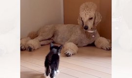 猫皮　三味線　やぶれ無し Miyabi日本傳統文化- 2020/05/22 三味線的「皮」是哪種皮