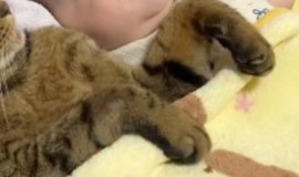 猫との暮らしを応援する専門情報サイト | ねこちゃんホンポ