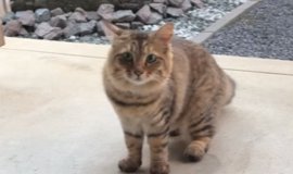 猫との暮らしを応援する専門情報サイト | ねこちゃんホンポ