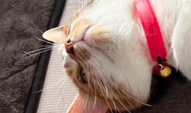 猫が『ブルブルマシン』に乗った結果…『予想外の行動』が面白すぎると