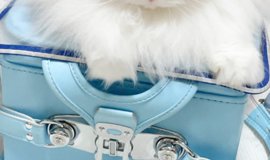 猫皮　三味線　やぶれ無し 猫皮 全長99.5cm 三味線 染みる