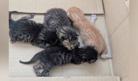 猫が『ブルブルマシン』に乗った結果…『予想外の行動』が面白すぎると