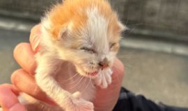 猫との暮らしを応援する専門情報サイト | ねこちゃんホンポ