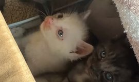 三味線に猫皮が使われる理由について | ねこちゃんホンポ