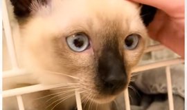 ねこちゃんページです♡ When his beloved sister comes to play, the ex-boss cat gets