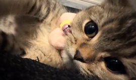 猫との暮らしを応援する専門情報サイト | ねこちゃんホンポ