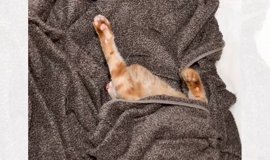 絵画「猫の背中に何かある〜ウクライナのユークレイニアンレフコイ」 原画「猫の背中になにかある〜ウクライナ」猫/イラスト/アート