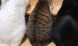 猫との暮らしを応援する専門情報サイト | ねこちゃんホンポ