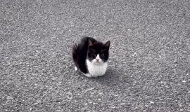 三味線に猫皮が使われる理由について | ねこちゃんホンポ