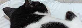 赤ちゃん用のマットでくつろぐ猫→すぐ横を見ると…思わず笑顔になる『…