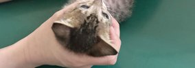 生後2か月の子猫を動物病院に連れて行った結果…『診察中の様子』に笑…