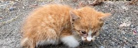 たくさんの草に埋もれていた『ボロボロの子猫』を保護してお世話した…