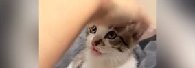 生後2か月の保護子猫の頭を撫でようとしたら…まさかの『拒否の仕方』…