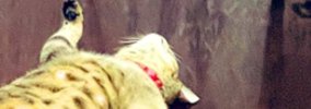 クーラーが効いた涼しい部屋→テーブルの上にいる『猫』を見たら…衝撃…