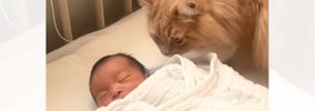 そっと赤ちゃんの匂いを嗅ぎにきた猫→離れたかと思ったら…思わず感動…