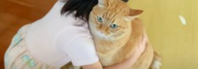 『大好きなんだってさ』女の子が猫のそばに行くと…素敵すぎる『愛情表…