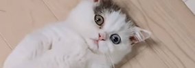 『ばぁば～見て！』と呼ばれて行ってみたら、猫が…お孫さんが思わず驚…