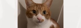 『パパを起こしに行ける？』と猫に尋ねてみると…想像以上に『うん』と…