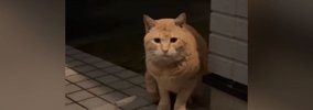 空腹で『家に近づいてきた野良猫』と少しずつ距離を縮めた結果…涙あふ…