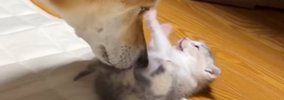 保護されたばかりの『赤ちゃん猫』に、保護犬が……あまりにも尊い『優…