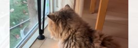 『10年間も鎖につながれていた猫』が保護されてから1年…現在の光景に…